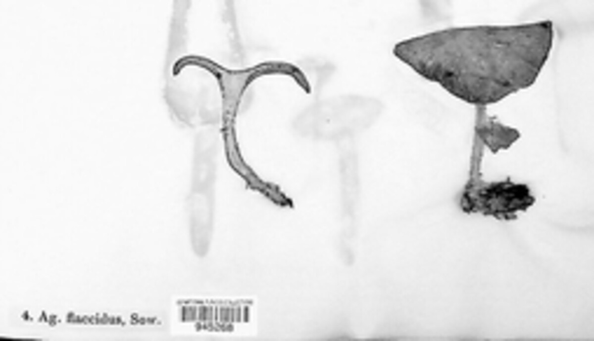 Paralepista flaccida image